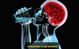 Влияние алкоголя на кровь, уровень холестерина и сосуды