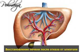 Сколько восстанавливается печень после отказа от алкоголя? Основные рекомендации по лечению