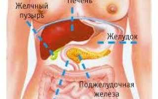 Устройство пищеварительной системы: как правильно определить положение поджелудочной?