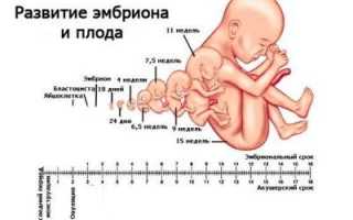 11 неделя беременности (фото): что происходит с малышом и мамой