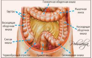 Алкоголь и кишечник. Алкоголь и дисбактериоз