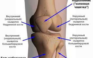 Патологии передней крестообразной связки коленного сустава